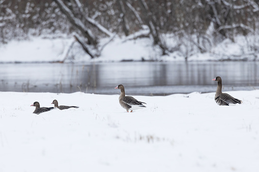 Group of Greater white-fronted geese resting on a snowy pasture in Estonia, Northern Europe