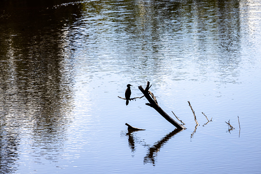 Waterbird sitting in middle of the lake on dead tree branch, background with copy space, full frame horizontal composition