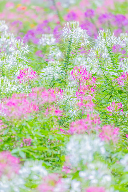 spider flower, pink and white colored flower in garden