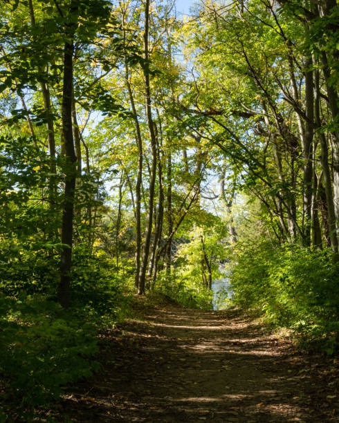 istock Woodland Path Leading to the River 1480160893