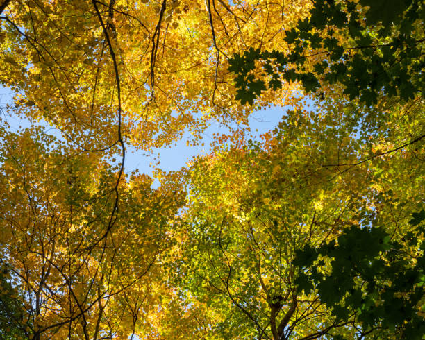 istock Looking Up at Autumn Leaves 1480160943