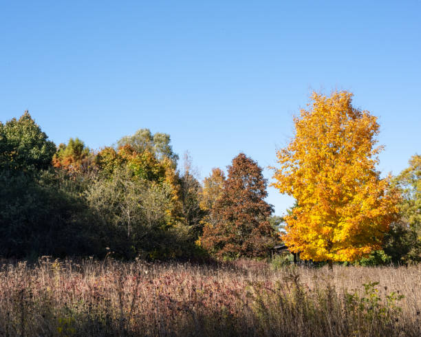istock Fall Foliage on the Far Side of the Meadow 1480160977