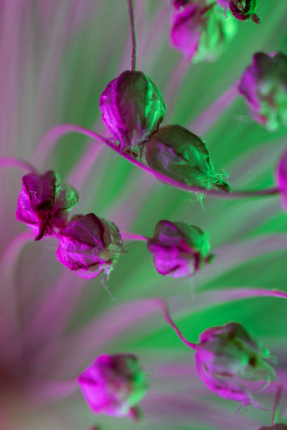 istock Abstract photo of onion bloom flower under colored light for science and technology 1480161165