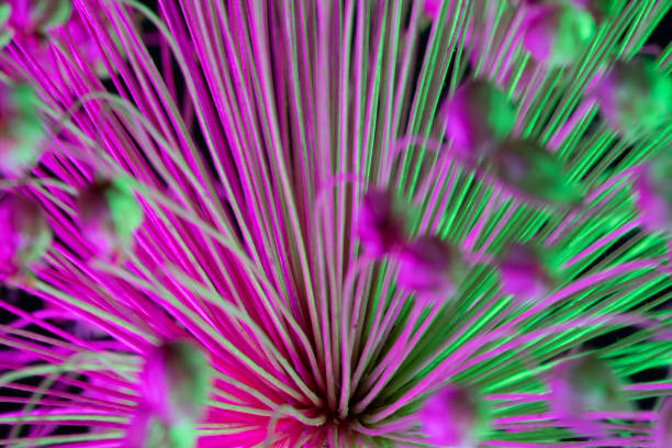 istock Abstract photo of onion bloom flower under colored light for science and technology 1480161166