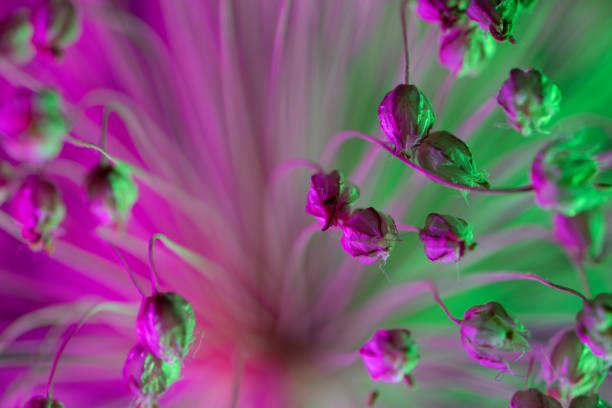 istock Abstract photo of onion bloom flower under colored light for science and technology 1480161202