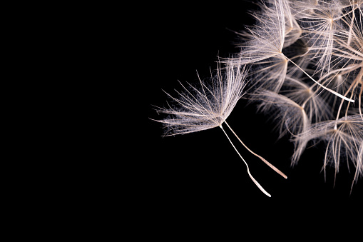 Photo of dandelion seed flower on black background. No people are seen in frame. Shot in studio.