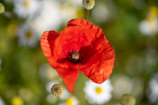 High resolution photo of red poppy flowers in Nature. No people are seen in frame. Shot under daylight.