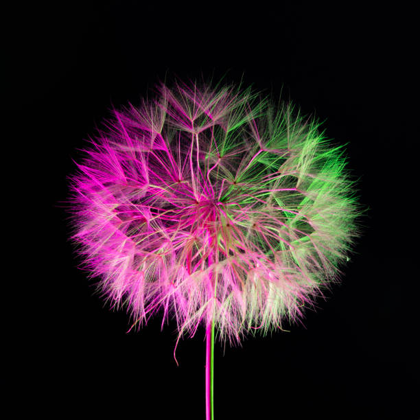 Photo of dandelion seed illuminated with red and green light in studio. No people are seen in frame. Shot in studio with a full frame mirrorless camera.