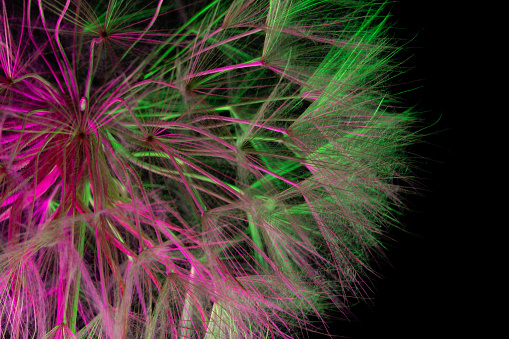 Photo of dandelion seed illuminated with red and green light in studio. No people are seen in frame. Shot in studio with a full frame mirrorless camera.