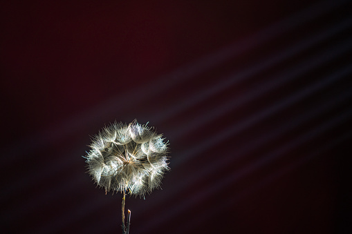 Photo of dandelions on dark background. No people are seen in frame. Shot with a full frame mirrorless digital camera in studio. Light beams are seen illuminating plant.