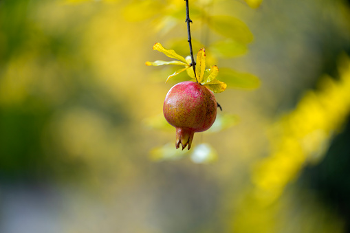 Photo of organic pomegranate fruit on tree branch in fruit garden. No people are seen in frame. Selective focus on fruit.