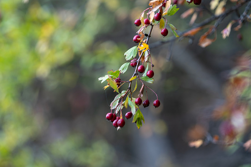 Photo of rose hip fruit on tree branch in jungle. No people are seen in frame. Selective focus on fruit. Shot under daylight.