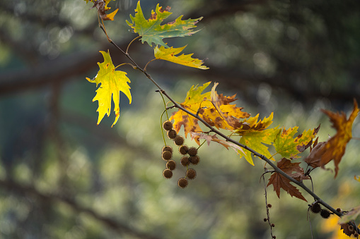 Vine leaf in a vineyard in autumn