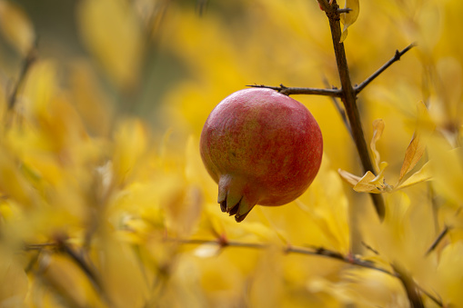 Photo of organic pomegranate fruit on tree branch in fruit garden. No people are seen in frame. Selective focus on fruit.