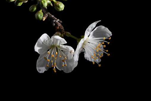 Macro photo of white plum tree flowers on black background. no people are seen in frame. Shot in studio.