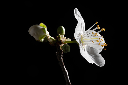 Macro photo of white plum tree flowers on black background. no people are seen in frame. Shot in studio.