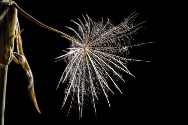 Photo of dandelion seed flower on black background. No people are seen in frame. Shot in studio.