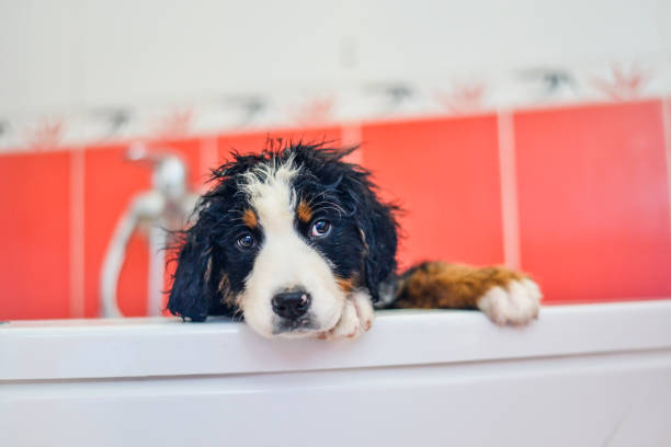 bonito adorável pequeno bernese cão da montanha molhado na banheira - obedience pets loneliness looking at camera - fotografias e filmes do acervo