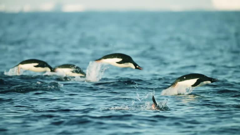 Boat pov on dolphins swimming in the ocean. stock video