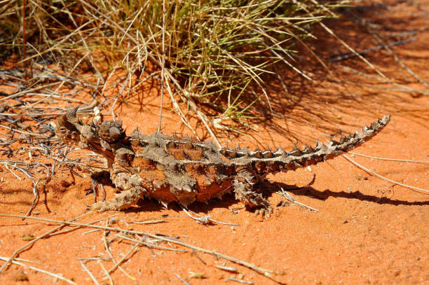 Moloch or Thorny Devel Australian Moloch or Thorny Devel moloch horridus stock pictures, royalty-free photos & images