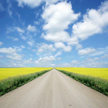 country road with yellow canola rapeseed fields and bright sky, square frame (XXXL)