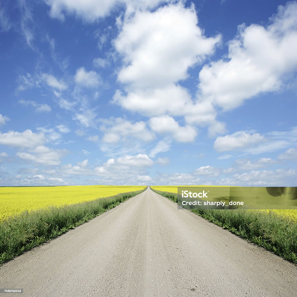 XXXL country road i canola - Zbiór zdjęć royalty-free (Droga)