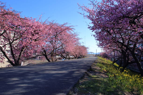 istock Kawazu cherry blossoms and rape blossoms along the Kokubu River,Spring (Otsu, Kochi City, Kochi Prefecture) 1480165457