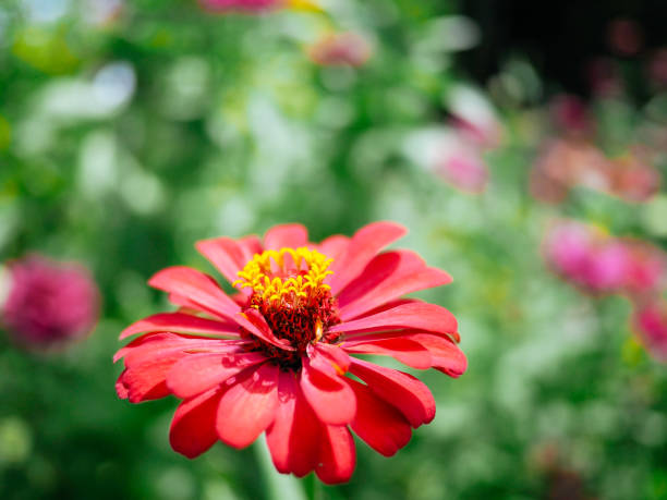 beautiful flower from countryside