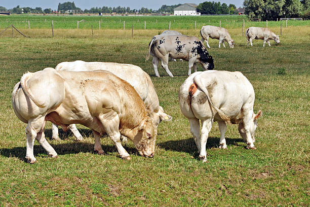 Three Hereford Cows grazing,  two one one side and one on the other, with four calves sitting in a row on the grass between them, at Cornwall Park Farm,  a public park with farm animals and One Tree Hill in Auckland.  Calving season is at it's busiest in July and August there.