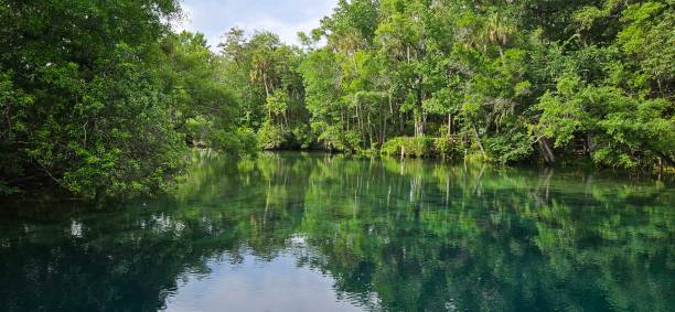 istock The reflection of trees on the water 1480167415