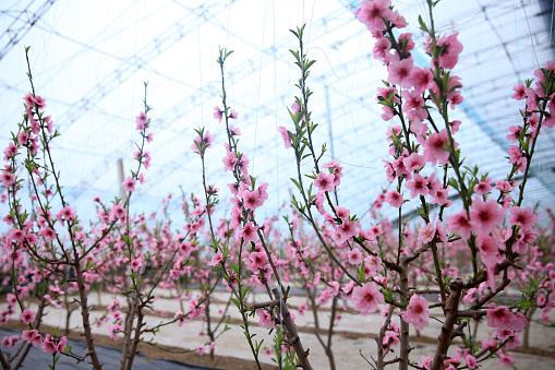 Peach trees in the greenhouse, peach trees in the greenhouse bloom