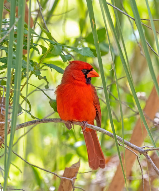 istock Cardinal in the shade during warm wheather , Folrida 02-2023 1480167511