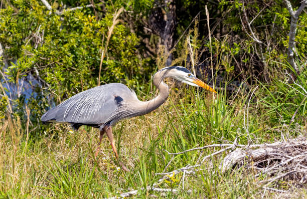 istock Great Blue Heron looking for a branch for nest building 1480167551
