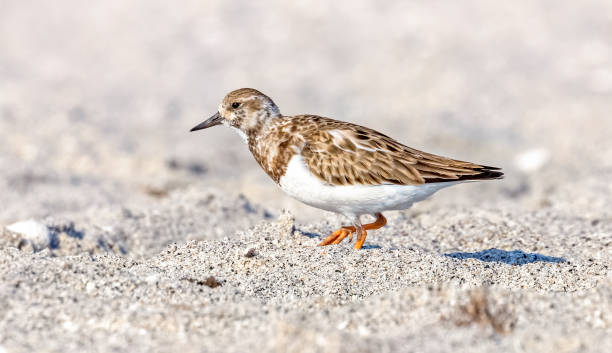 istock Ruddy Turnstone walking on the beach, Florida 02-2023 1480167577