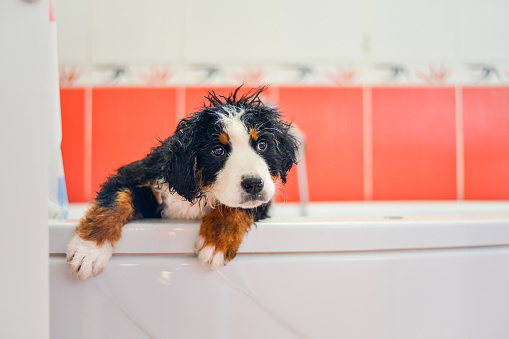 Cute puppy, time for bath