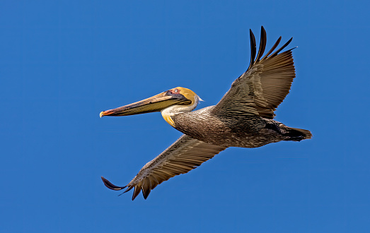 This bird was observed in Stump Pass Beach State Park, Florida 02-2023