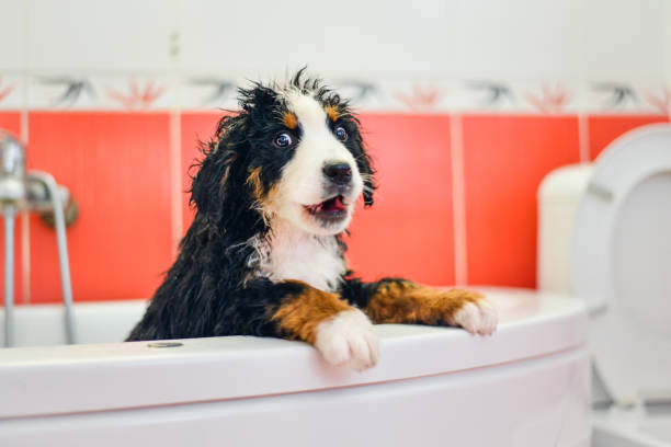 Its time for bath
