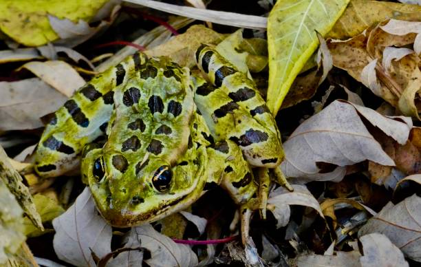 istock Close-up Northern Leopard Frog - Front view in Autumn Leaves 1480174253