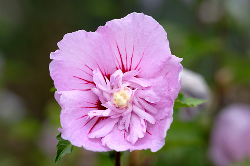 A vivid hibiscus flower thrives on a lush green bush, standing out with its stunning beauty. A symbol of tropical paradise and natural splendor.