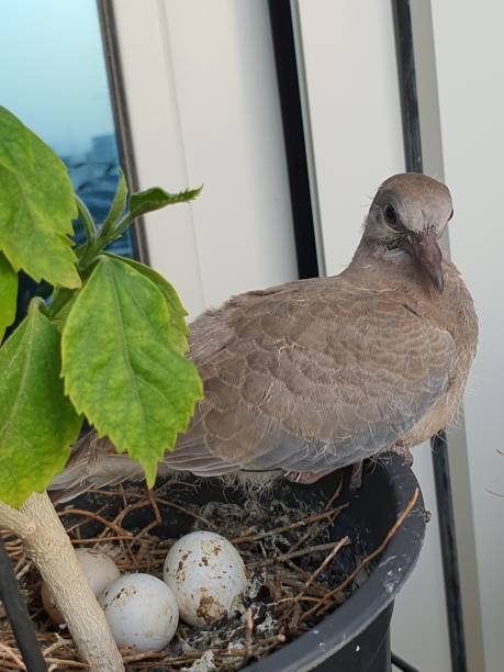 istock pigeon flap pose fighting nest with eggs mother bird with chick 1480174510