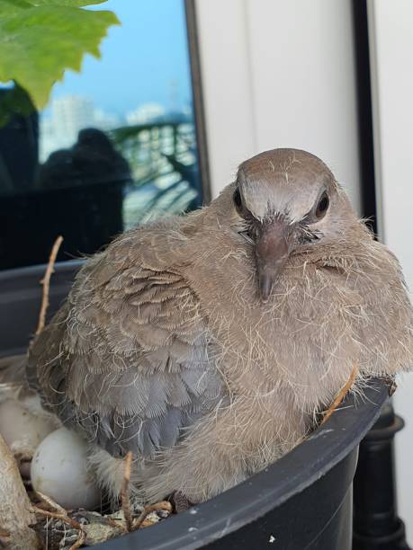 istock pigeon flap pose fighting nest with eggs mother bird with chick 1480174536