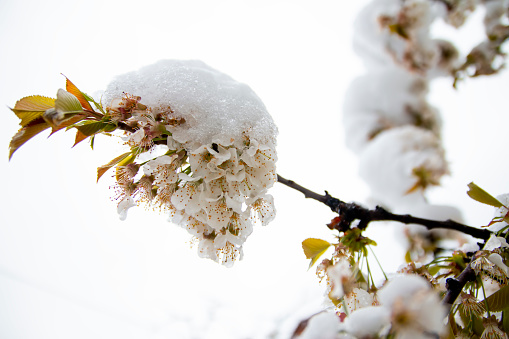 The beginning of spring. Blossoming  cherry tree with beautiful  flowers during snowfall in april. Anomaly weather and climate change concept