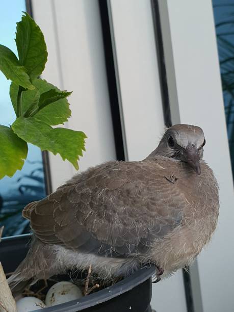 istock pigeon flap pose fighting nest with eggs mother bird with chick 1480174603