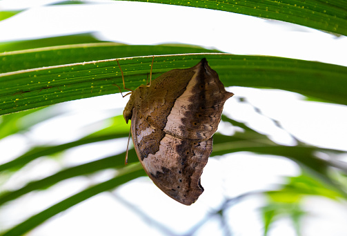 An Autumn Leaf butterfly gracefully flutters above a green tropical fern, showcasing its wings of vivid blue and black. The soft-focus background brings a sense of calm to the image, while the butterfly's movement conveys a sense of freedom and exploration in nature.