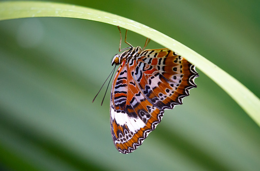 Featuring intricate patterns of black and white, a Leopard Lacewing butterfly delicately perches on a vibrant green tropical fern. The soft-focus background accentuates the butterfly's delicate beauty and highlights the lushness of its habitat.