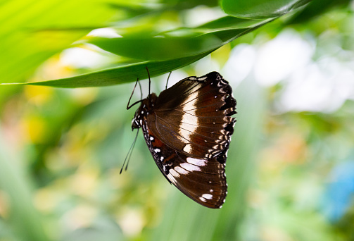 Behold the ethereal beauty of a Blue Moon butterfly, with its striking wings of white and black. Perched delicately on a green tropical fern, this stunning butterfly creates a mesmerizing contrast against the soft-focus background, evoking a sense of otherworldliness and wonder.