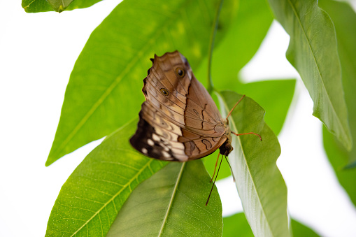 A Common Cruiser butterfly gracefully flutters above a green tropical fern, showcasing its wings of vivid blue and black. The soft-focus background brings a sense of calm to the image, while the butterfly's movement conveys a sense of freedom and exploration in nature.