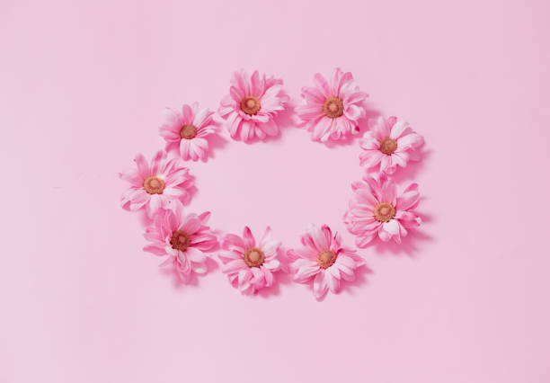istock pink chrysanthemums on pink background  background 1480176533