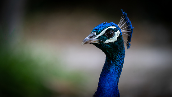 peacock