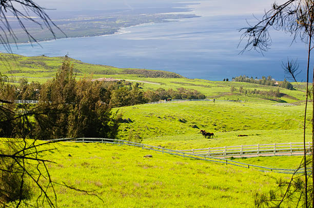 Mountain view of upland ranch and Kohala coastline beyond, Big Island of Hawaii